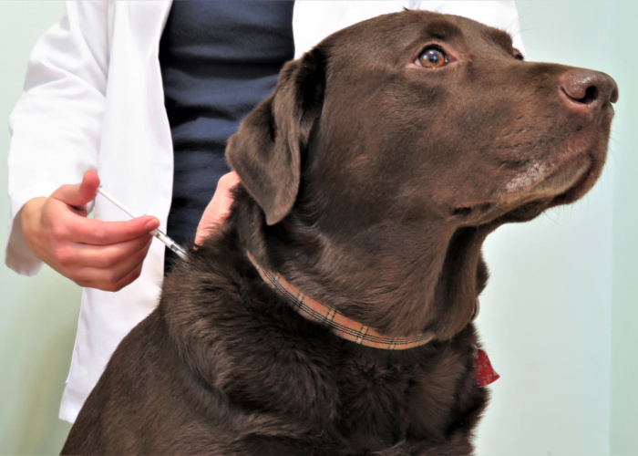 what happens if you skip your dog's insulin shot