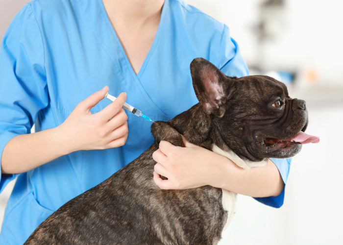 when to vaccine dogs