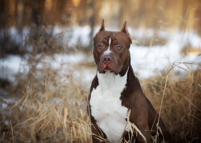 Alert American Pit Bull Terrier