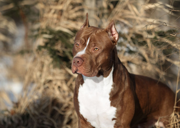 American Pit Bull Terrier Dog breed