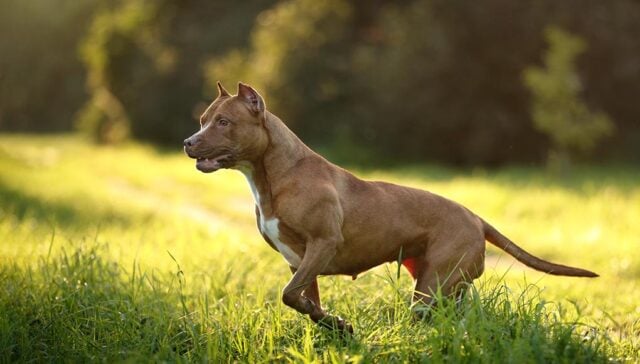 American Pit Bull Terrier Featured Image