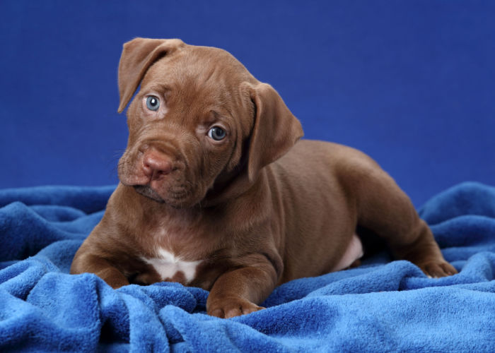 American Pit Bull Terrier Puppy