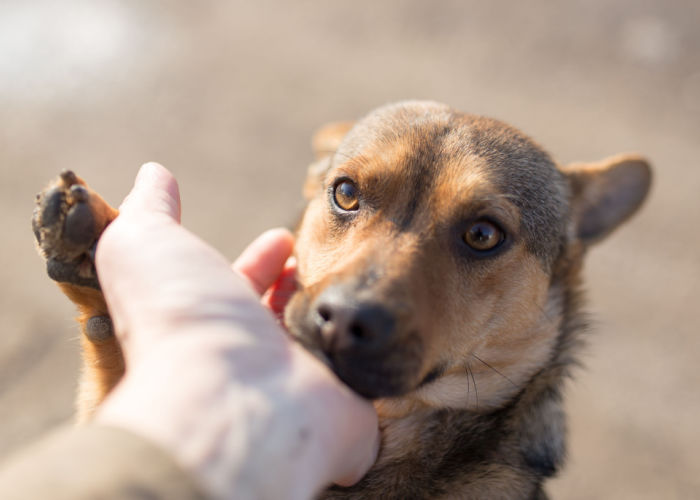 Best Dog Rescues in Minnesota