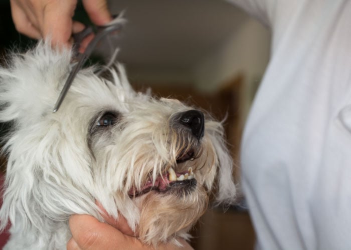 Best Pet Groomers in Minnesota