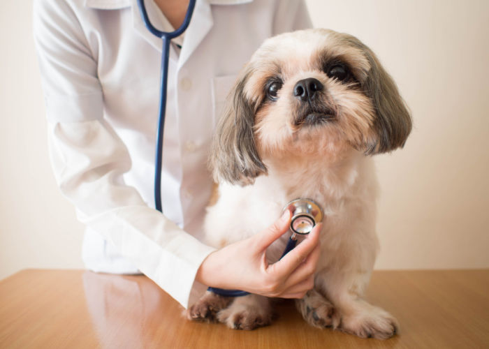 Best Veterinarians and Animal Hospital in Minnesota