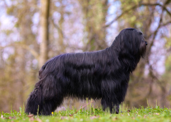 Black Briard Dog