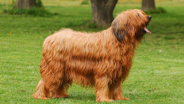 Briard Dog Breed Profile Featured Image