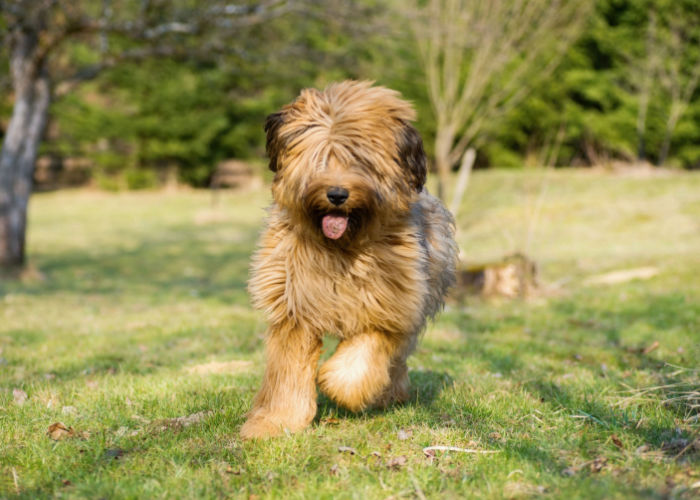 Briard Puppy