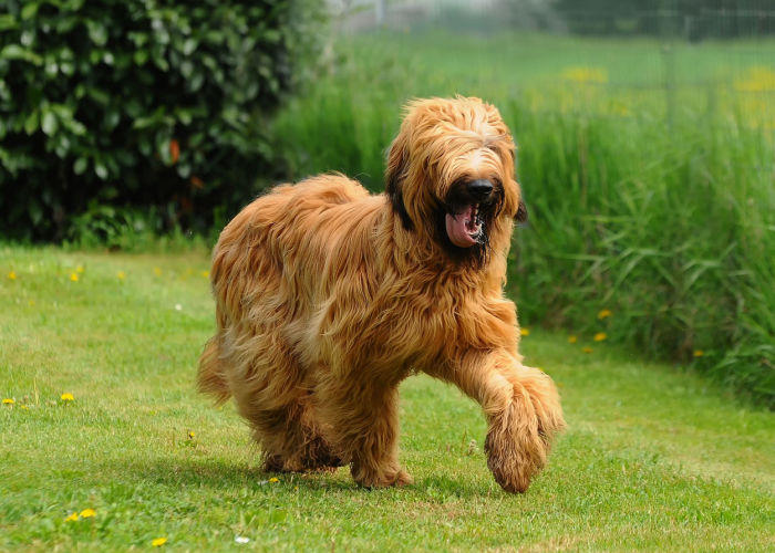 A brown, shaggy dog running outdoors; chocolate dog names girl