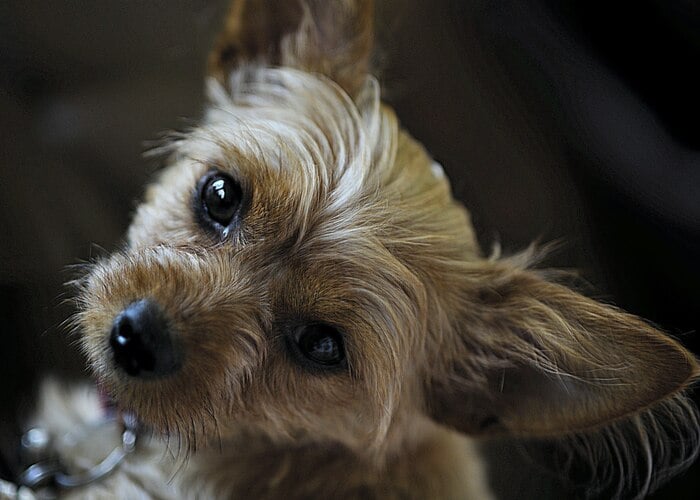 Chorkie Dog Breed Profile