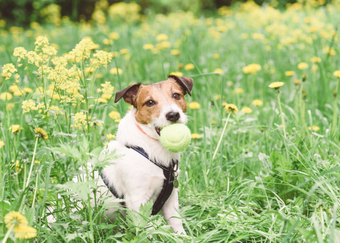 Dog Springtime play