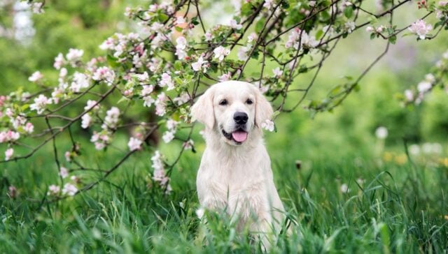 Dogs Who Couldn't Wait For Springtime