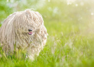 Herding Dog Puli