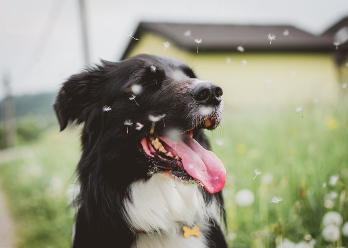 How To Care for Your Dog During Spring healthy dog