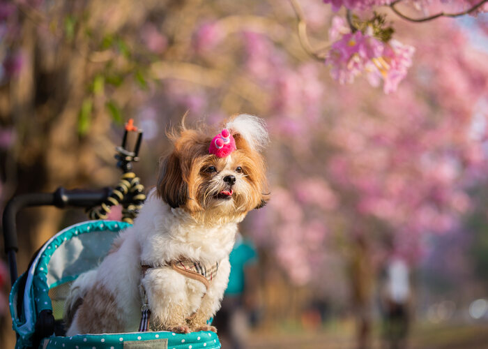 How To Care for Your Dog During Spring dogs feel good