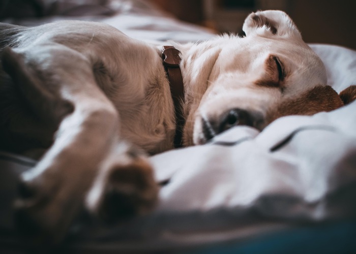 Indoor Plants Toxic to Dogs