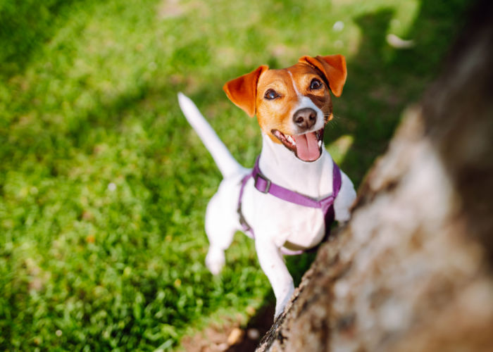 Jack russell terrier playing during Springtime