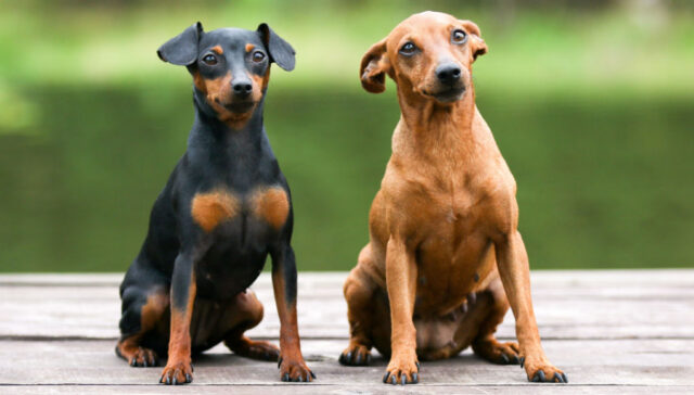 Miniature Pinscher dog