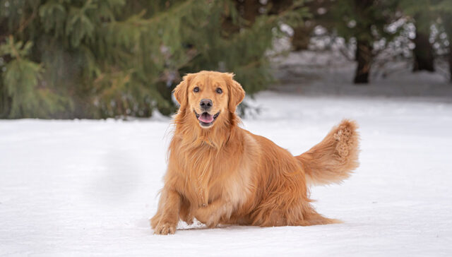 Minnesota Pet Stores Featured Image