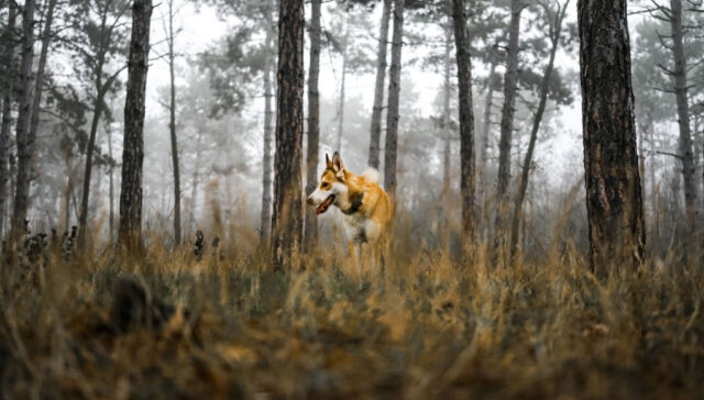 Norwegian Lundehund