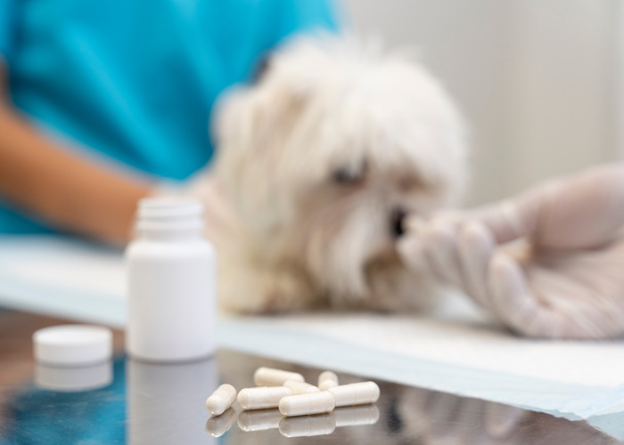 Omeprazole for Dogs