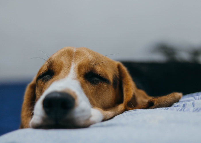 risk of Omeprazole for Dogs