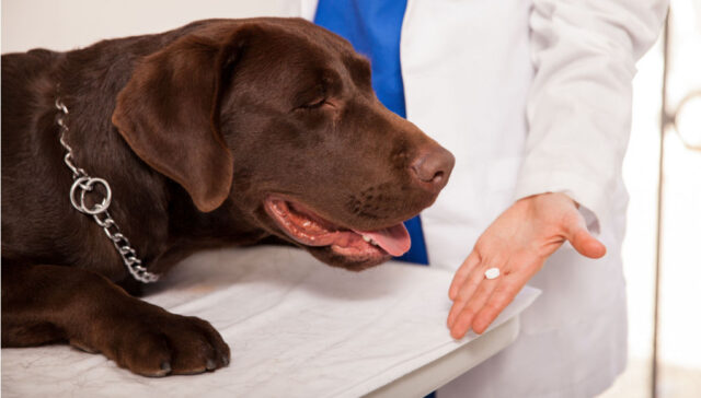 Omeprazole for Dogs