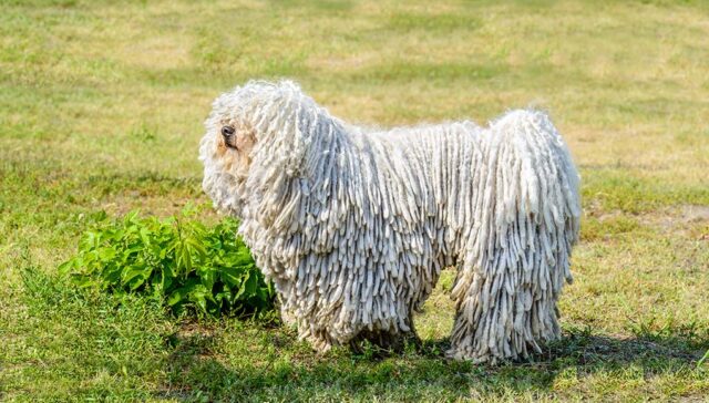 Puli Dog Breed Profile Featured Image