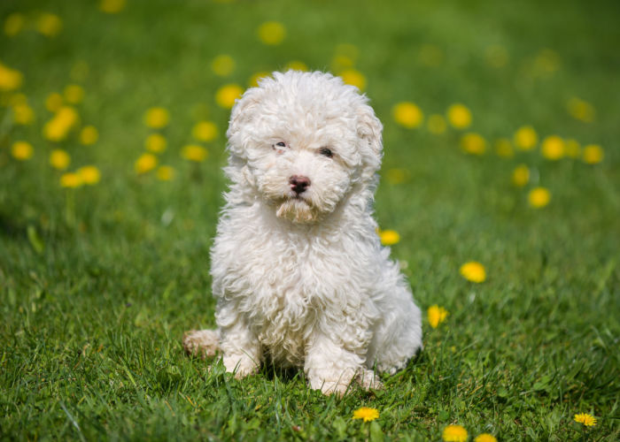 Puli Puppy