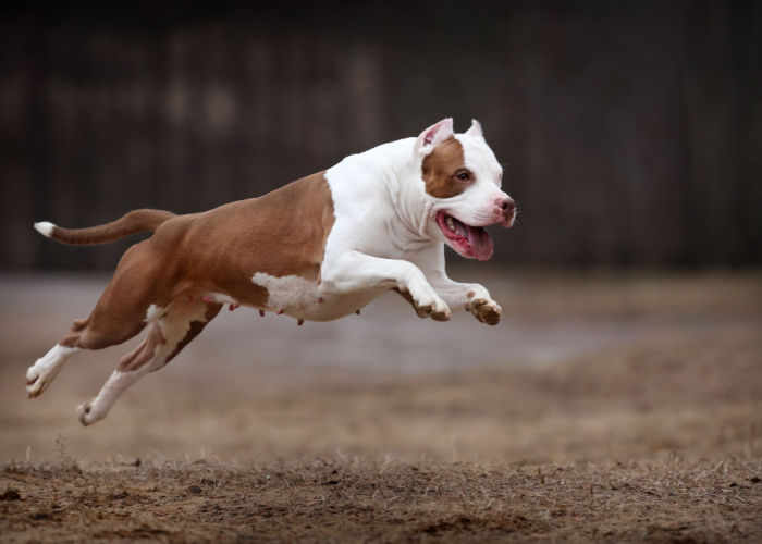 Running American Pit Bull Terrier