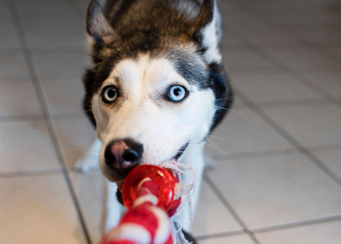 indoor dog tug game