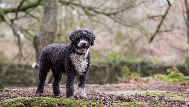 Spanish Water Dog Featured Image