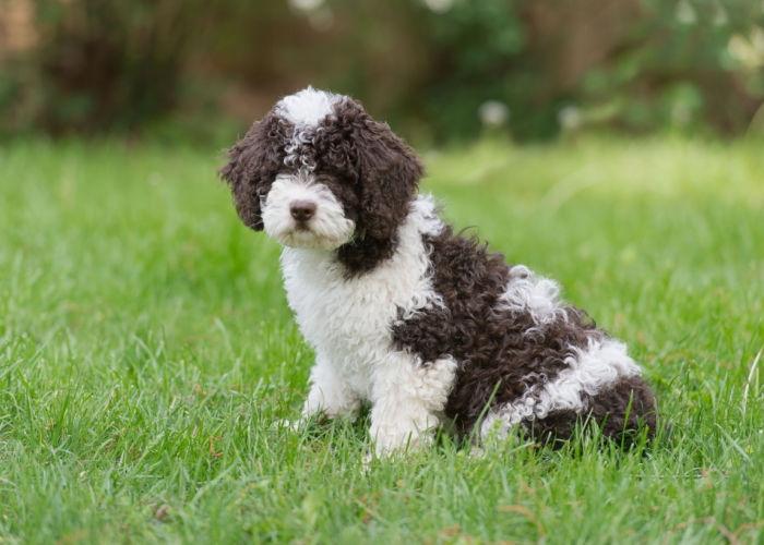 Spanish Water Dog Puppy