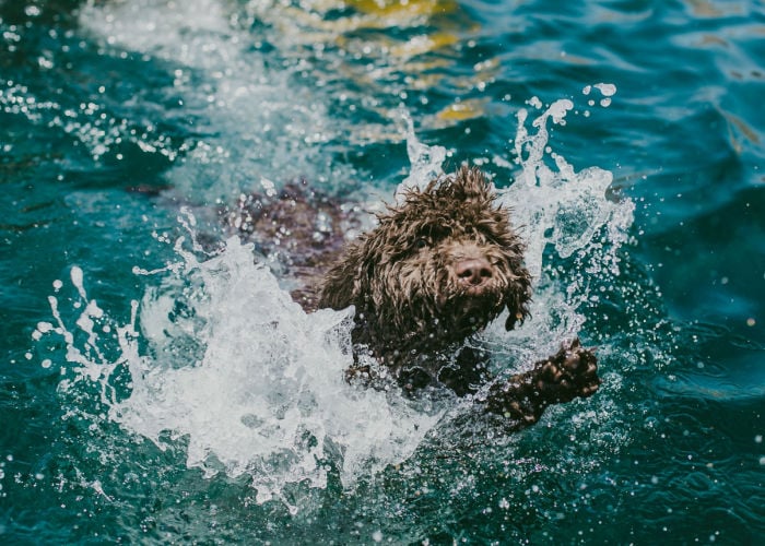 Spanish Water Dog Retrieving in Water