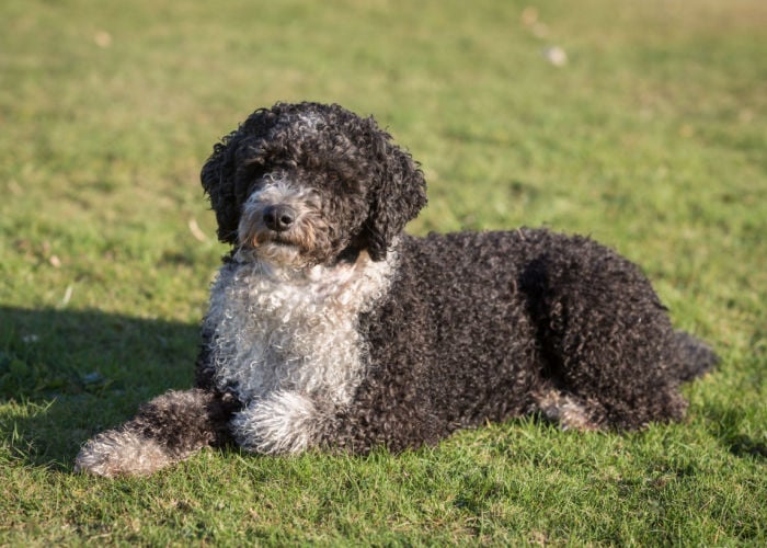 Spanish Water Dog outside