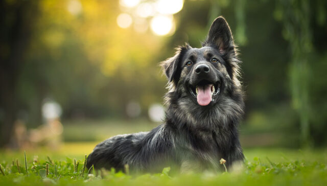 Spring Safety Tips For Dogs Featured Image