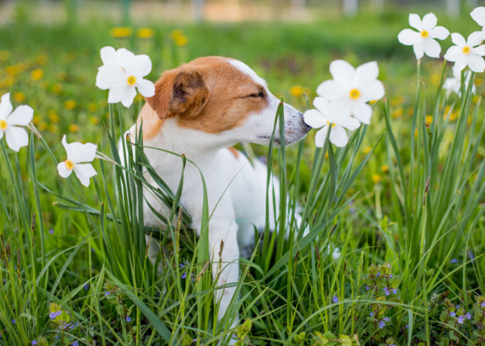 Spring Safety Tips for dogs_ Watch out for Toxic Flowers (1)