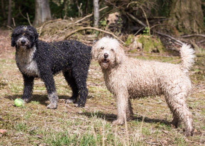 Two Spanish Water Dog playing