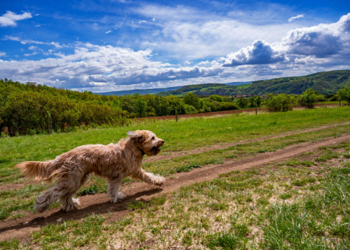 Young Female Briard Dog Running