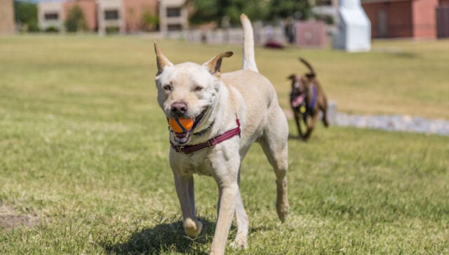 benefits of dog parks