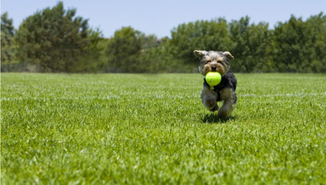 biggest dog park in the world featured image