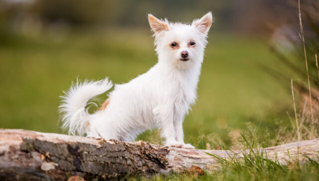 chorkie dog breed