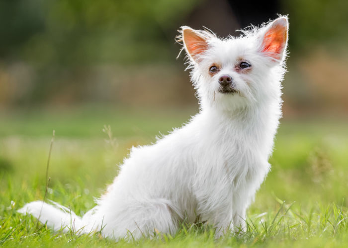 chorkie dog breed appearance