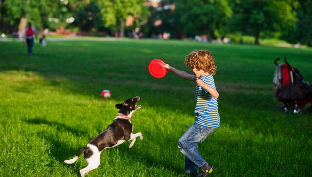 creative dog parks