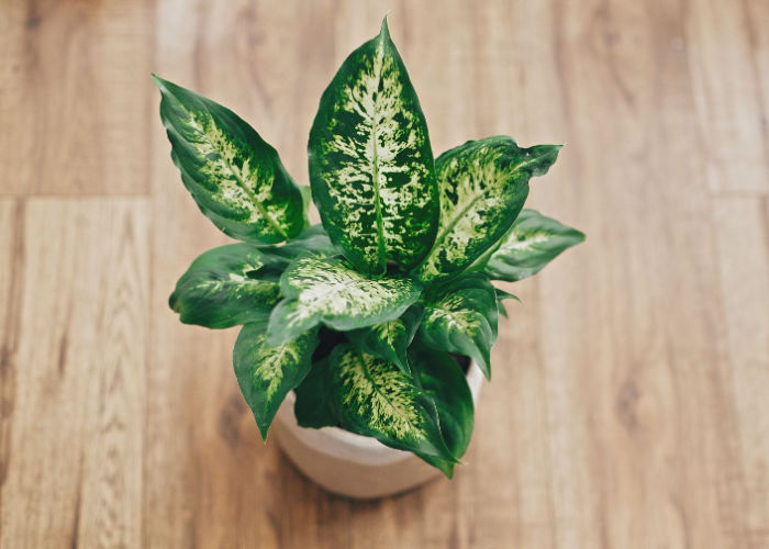 dieffenbachia toxic indoor plants to dogs