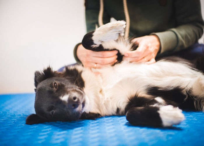 dog massage in spring