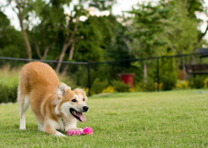 dog park physical fitness