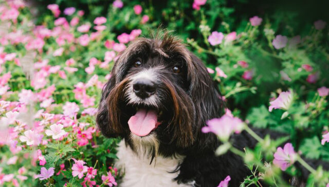 how to care for your dog during spring featured image