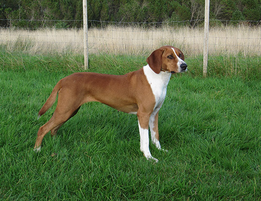 hygen hound dog breed profile