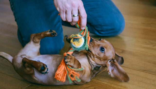 indoor dog activity in spring